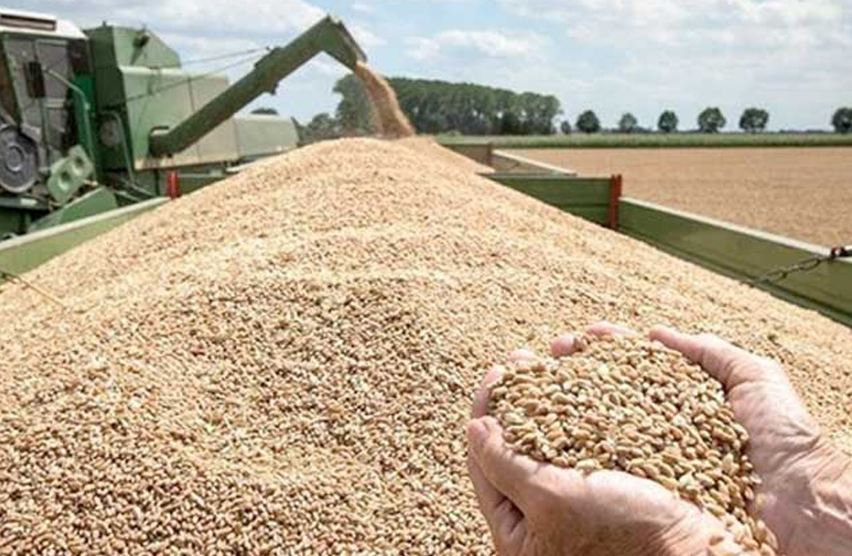 بالأرقام.. مجلس الوزراء يوافق على اسعار توريد القمح الجديدة لموسم 25/2026